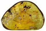 Chiapas Polished Chiapas Amber ( g) - Mexico #114966-1